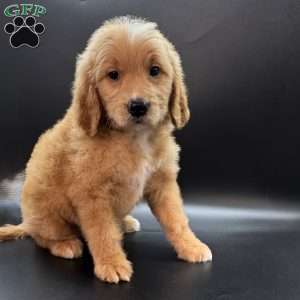 Tank, Mini Goldendoodle Puppy